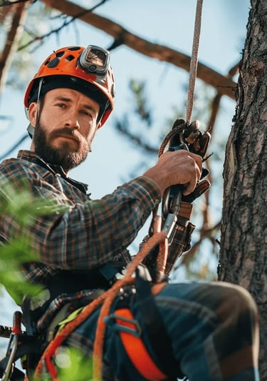 A male arborist up a tree in climbing gear looking at the camera
