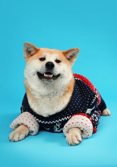 Un perro Akita Inu esponjoso con un suéter navideño acogedor azul marino y rojo sobre un fondo azul.