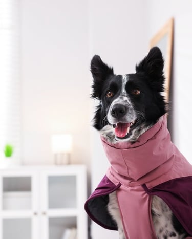 Un Border Collie blanco y negro que lleva puesto un abrigo impermeable rosa para perro en interiores