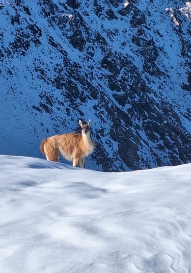 Local fauna and flora at the Andes, a Guanaco
