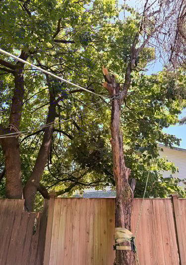 A hazardous tree removal is being done with rope rigging in Lynnwood Washington