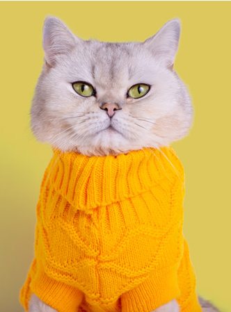 Un gato británico de pelo corto de color gris claro que lleva un acogedor suéter de punto amarillo