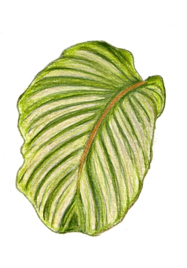 dessin feuille crayon de couleur