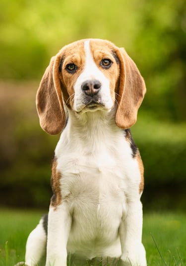 beagle de 2ans