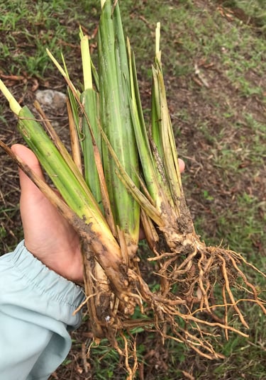 siembra de arboles nativos Choachí