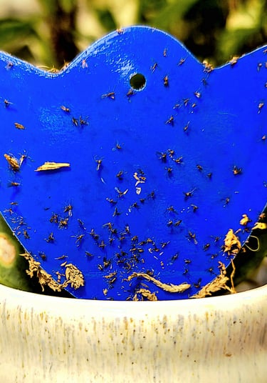 Fungus gnats stuck to a sticky trap