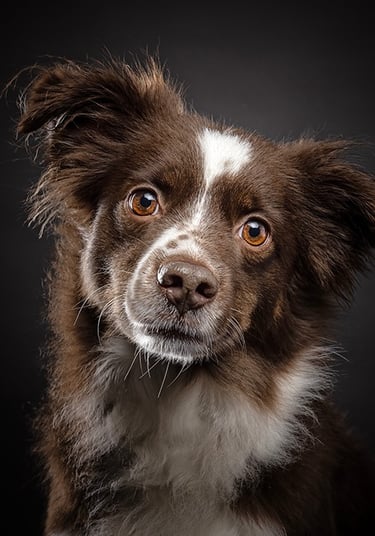 brown white dog looking soulful