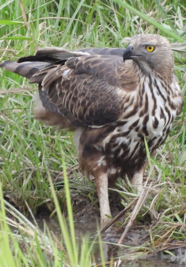 eagle  in Bardia National Park