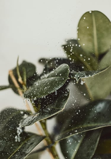 Ficus elastica Audrey being watered