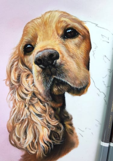 a pastel drawing of a cockerspaniel dog