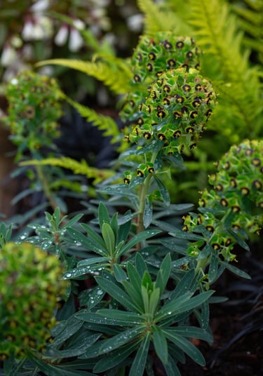 Euphorbia characias ‘Black Pearl’ with rain droplets on the foliage