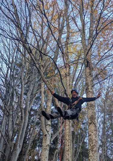 saut pendulaire forestier sur hêtre
