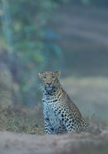 Leopard Sighting on Wildlife and Tiger Safaris in National Parks India