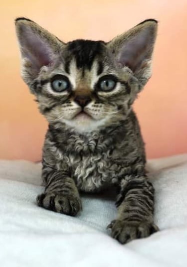 Chaton Devon Rex