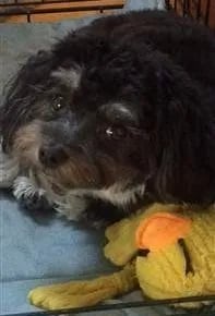 parti color maltipoo sleeping 