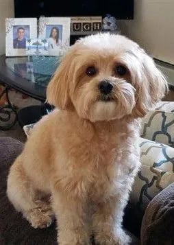 fluffy apricot maltipoo sitting 