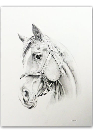 Custom horse portrait, hand drawn using graphite pencil 