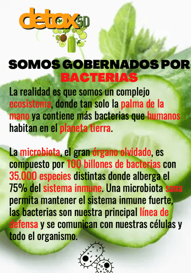 Somos gobernados por bacterias digestivas