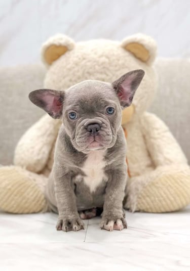 Puppies for Sale 