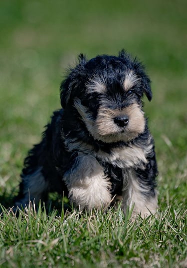 Puppies for Sale 