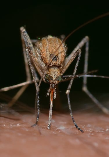 Moustique qui pique proche de vesoul