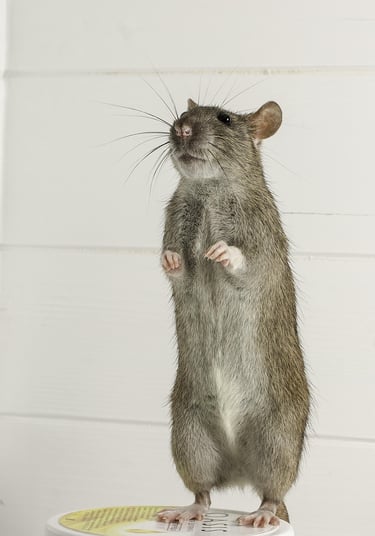 rat debout sur un pot de nourriture