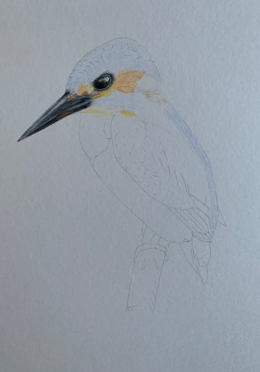Kingfisher portrait