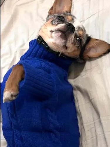 Nyx the blue merle AKC Chihuahua from Louisiana—champion-line dam lounging in royal blue sweater
