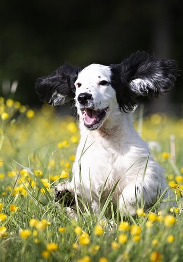 Chien heureux qui court dans l'herbe