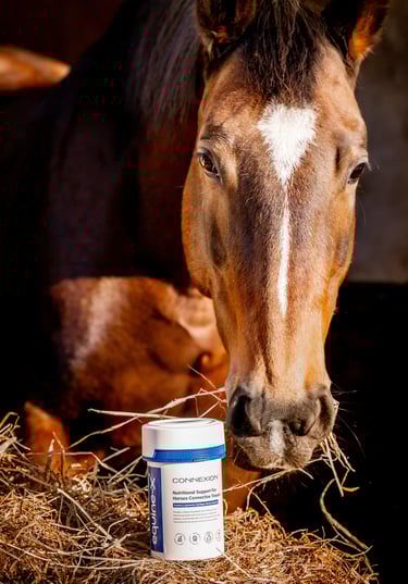 a horse with a tub of CONNEXION horse supplement in a hay field
