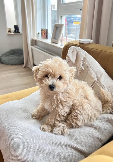 cute creme maltipoo puppy sitting on a cream-white couch near me