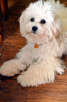 white maltipoo puppy