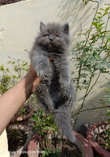 Persian cat