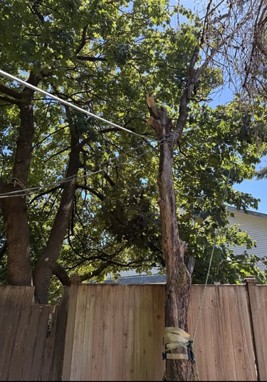 tree rigging for tree removal in snohomish county near mill creek