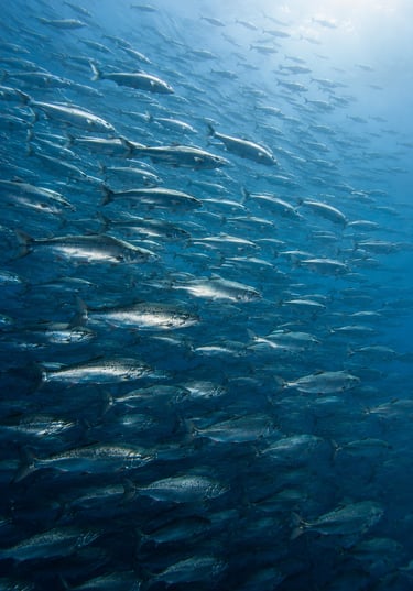 journée mondiale des poissons migrateurs