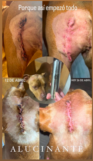 a dog with a large bruise on his head