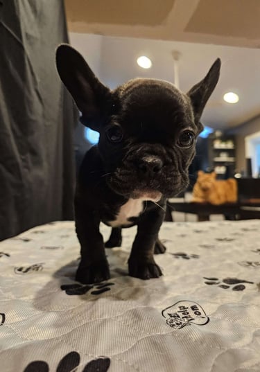 Puppies for Sale 