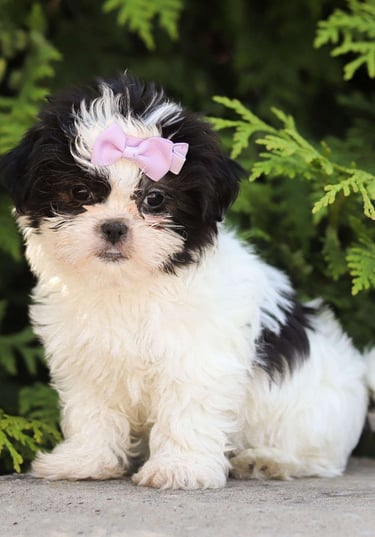 Puppies for Sale 