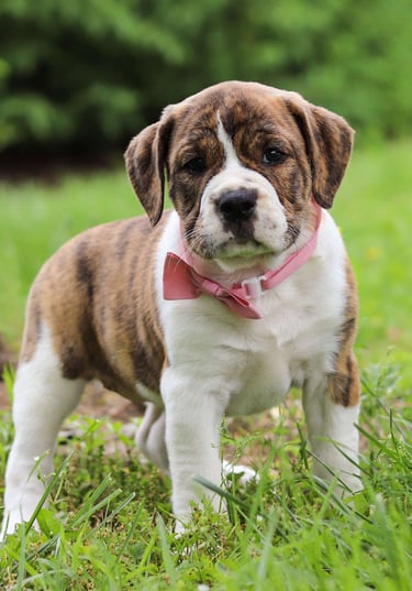 Puppies for Sale 