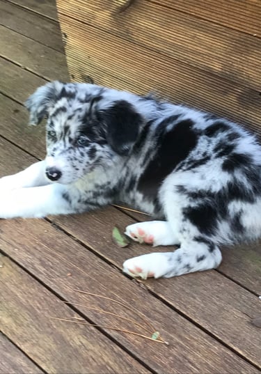  blue merle border collie puppies stud dog 