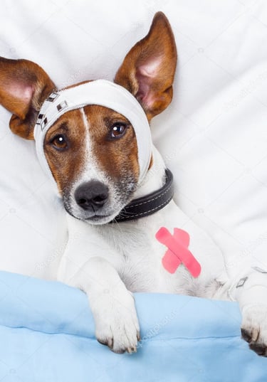 reabilitação pós cirurgia recuperação e tratamento pet DAY CARE PET