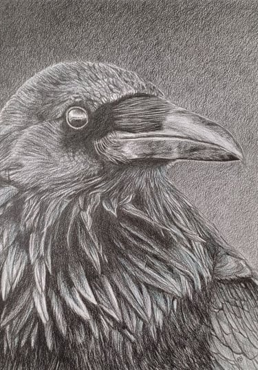 a black and white drawing of a raven's head and neck