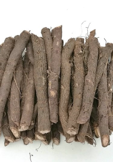 odcinki korzeniowe drzew Paulownia