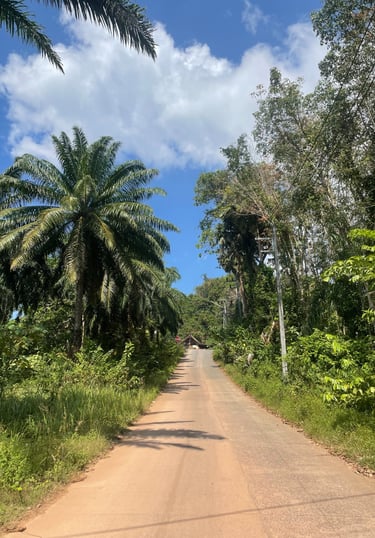 droga z palmami Krabi Tajlandia