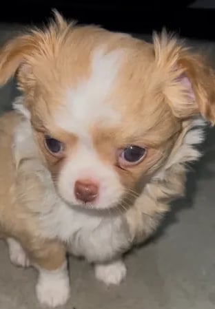 Cream white long coat AKC Chihuahua puppy from Louisiana breeder Guys Cajun Paws