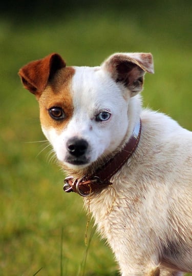 a dog standing in the grass with a collared collared collar