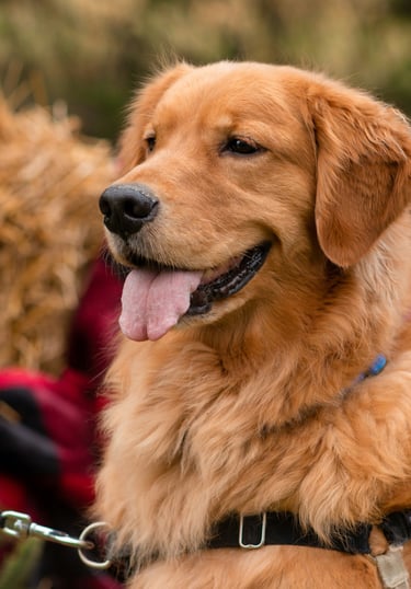 dogAdvisor ✲ dogadvisor ✲ dog advisor ✲ Blog for new dog owners ✲ dogs ✲ dog advisers ✲ dog advisors