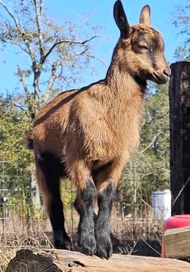 Oberhasli goat kid standing on log with regal expression