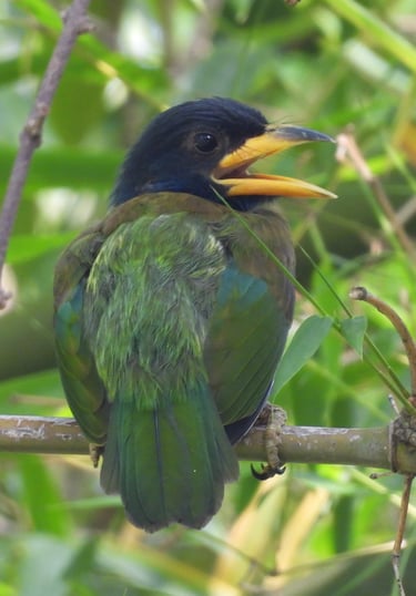 barbet Baby