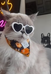 a cat with sunglasses and sunglasses on a table